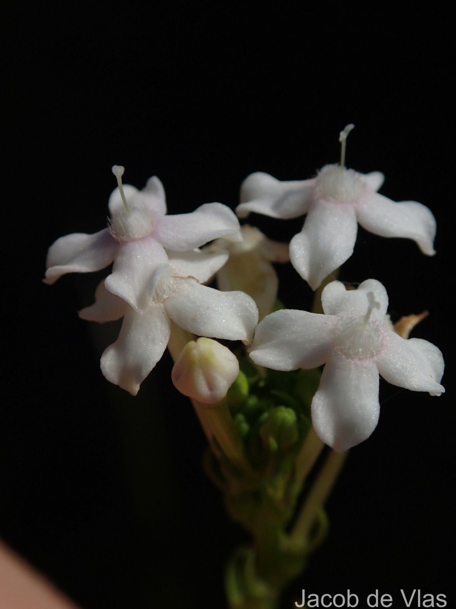 Knoxia zeylanica L.